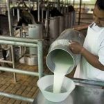 Gobierno impulsa «Mi Bolivia Lechera» para elevar consumo y fortalecer la producción