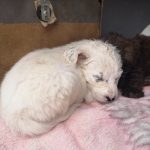 ¿Te gustan las mascotas? En el Centro Municipal de Zoonosis de El Alto te espera un peludito