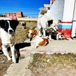 El Alto: Recomiendan vacunar y abrigar a las mascotas por las bajas temperaturas