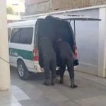 La Paz: Hallan sin vida a una mujer y a un hombre al interior del penal de San Pedro
