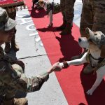 Ejército de Bolivia rinde homenaje a San Roque con campaña solidaria y ascenso honorífico a canes 