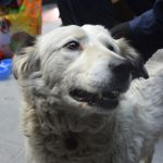 San Roque: Gobierno Municipal de El Alto agasaja a siete perritos que resguardan el Jach’a Uta