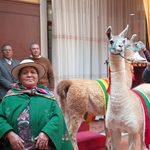 Gobernación paceña y ADEPCA presentan la XV Expoferia Departamental de Camélidos “La Paz 2026”