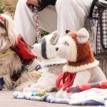 Alcalde de La Paz anuncia plan integral de salud veterinaria y reducción progresiva de canes en situación de calle