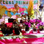 El Alto: ferias sectoriales de plantas ornamentales darán la bienvenida a la estación de la Primavera