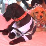 Celebran “San Roque” con servicios gratuitos en vacunación antirrábica, desparasitación y adopción de cachorros alteños