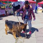 Feria “Emprende El Alto” se vivió con colorido y alegría en Ciudad Satélite