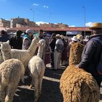 Camélidos paceños muestran su potencial productivo y cultural en la XV Expoferia Departamental de La Paz