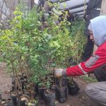 “Venas verdes” toman fuerza en el Distrito 7 de El Alto con jornada de forestación