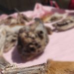 El Alto: alcaldía interviene venta de carne disecada, presuntamente de zorro en feria de Río Seco