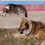 Campaña gratuita de Vacunación Antirrábica Canina y Felina 2026 en El Alto