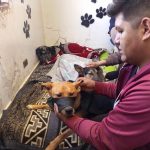 CEMZOO realizó 106 esterilizaciones de canes en septiembre en El Alto