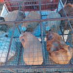 El Alto: Alcaldía incentiva la VII Expocuy para promover la crianza y consumo de esta carne