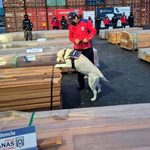 Bolivia expresa preocupación por daños comerciales y reputacionales al sector forestal tras caso maderas