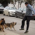 Salud: Acciones de prevención contra la rabia y medidas ante mordeduras de mascotas