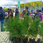 El Alto: Venas Verdes llega a la comunidad El Ingenio con más de 600 plantines